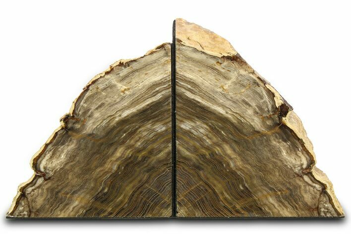 Polished Petrified Wood Bookends - Washington #307189